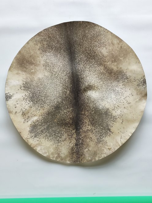 Pelle di cervo rasata spessa molto grande per tamburo djembe percussione