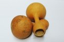 Zucca bottiglia Ø27-28 cm - Borraccia di zucca
