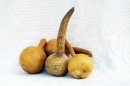 Zucca bottiglia Ø11-12 cm - Borraccia di zucca