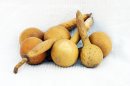 Zucca bottiglia Ø5-6 cm - Borraccia di zucca