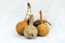Zucca bottiglia Ø9-10 cm - Borraccia di zucca
