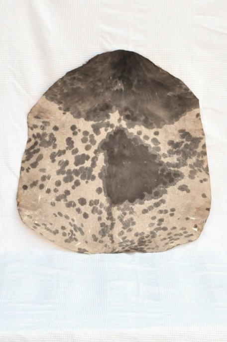 Pelle di capra del Sahel bianca macchiata spessa - Pelle per tamburo djembe