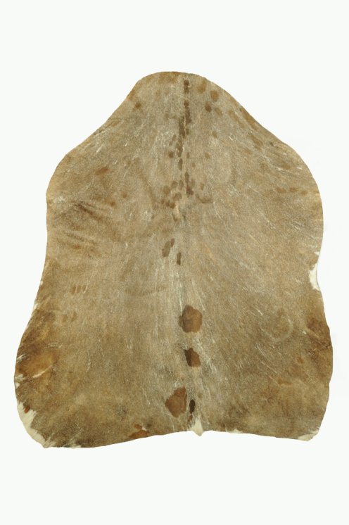 Pelle di capra del Sahel rasata molto spessa - Pelle per tamburo djembe