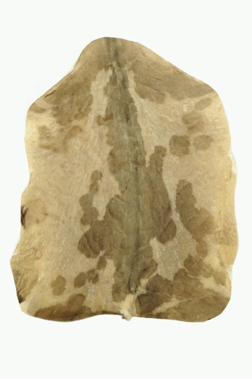 Pelle di capra del Sahel rasata molto spessa - Pelle per tamburo djembe
