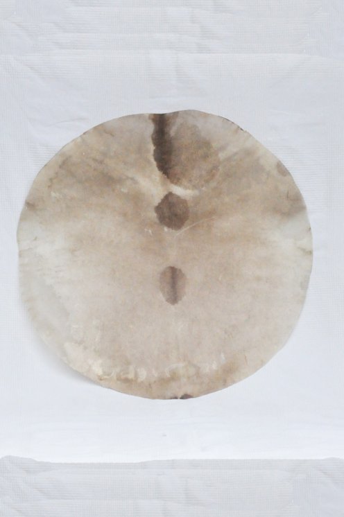 Pelle di cervo rasata sottile molto grande per tamburo djembe percussione