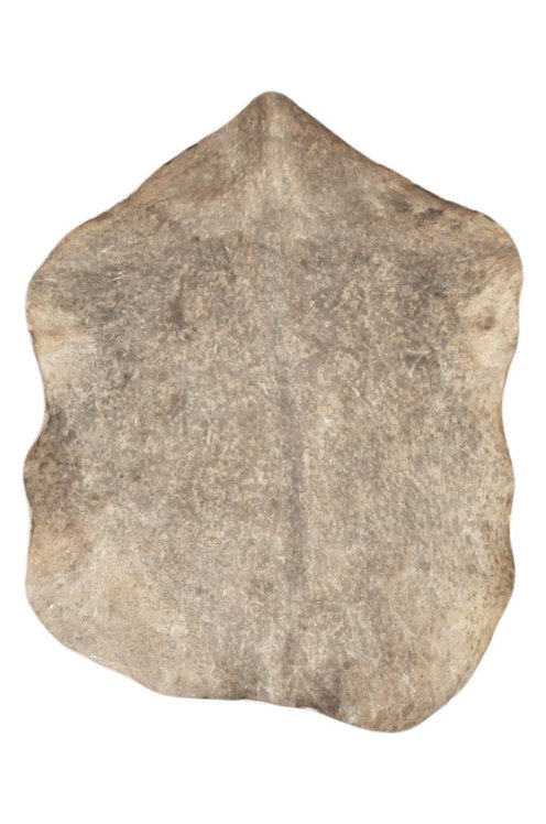 Pelle di capra del Sahel marrone screziata spessa - Pelle per tamburo djembe