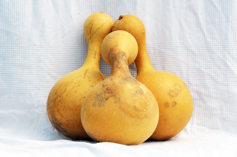 Zucca bottiglia Ø23-24 cm - Borraccia di zucca
