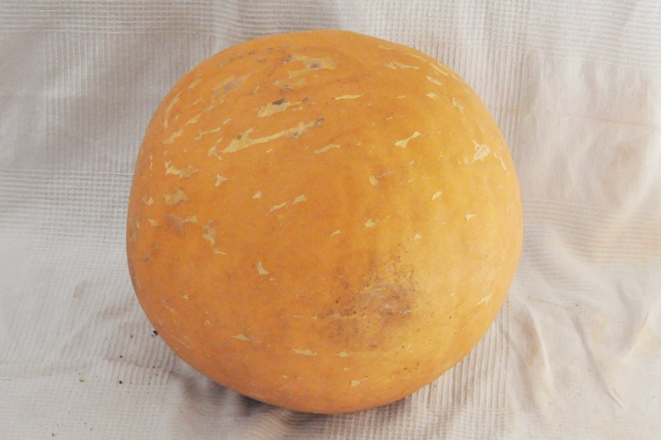Zucca rotonda Ø51-52 cm - Zucca sferica