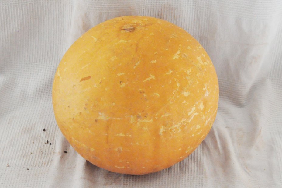 Zucca rotonda Ø57-58 cm - Zucca sferica