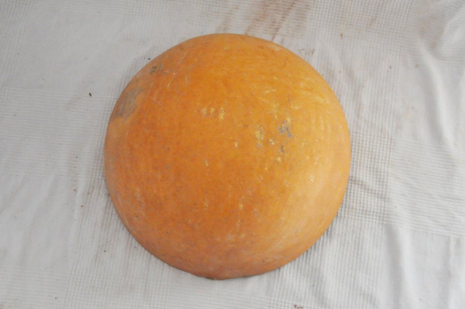 Mezza zucca Ø47-48 cm - Zucca semisferica