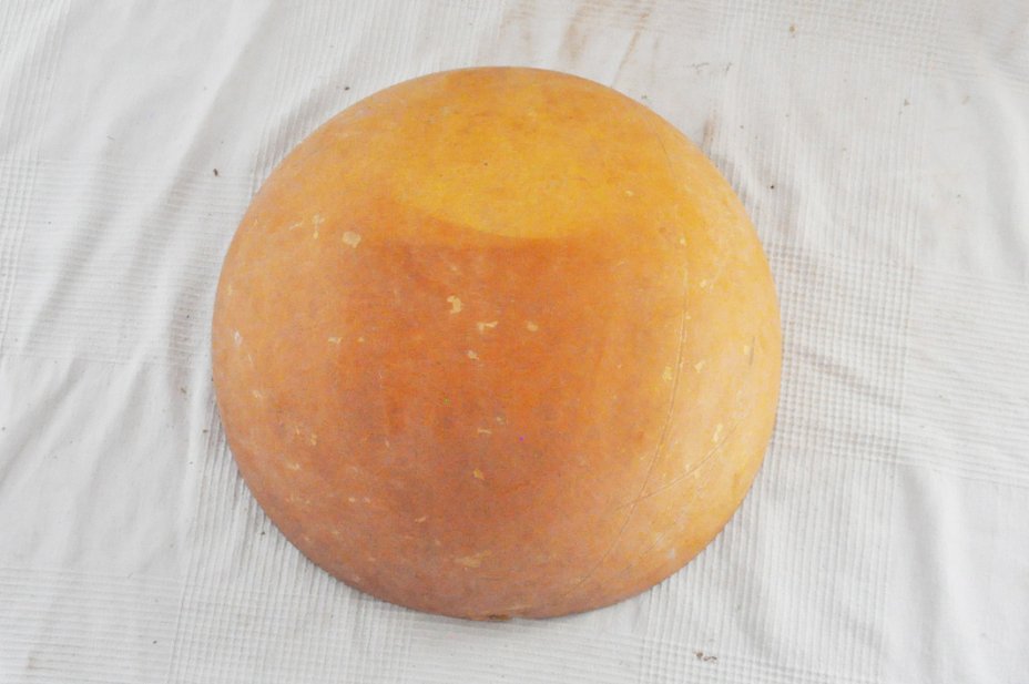 Mezza zucca Ø51-52 cm - Zucca semisferica