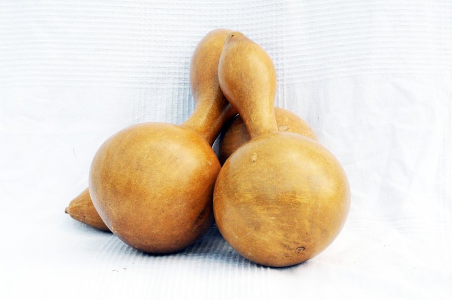 Zucca bottiglia Ø13-14 cm - Borraccia di zucca