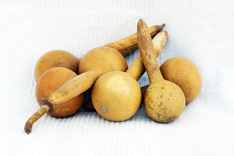 Zucca bottiglia Ø5-6 cm - Borraccia di zucca
