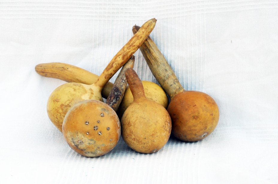 Zucca bottiglia Ø7-8 cm - Borraccia di zucca